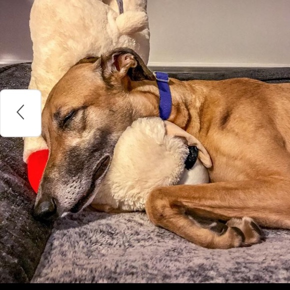 THE BIGGEST JUMBO “LAMB CHOP”.CLASSIC LICENSED PLUSH DOG TOY 25.5… - Picture 13 of 15